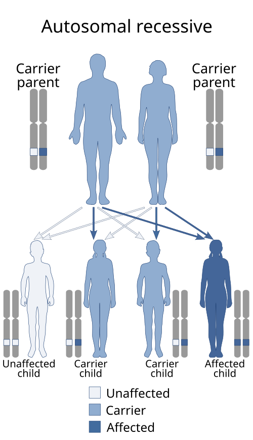 Bardet–Biedl syndrome